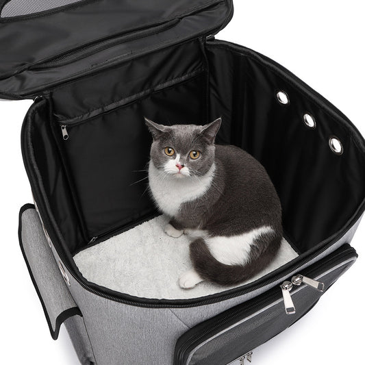 Cat sitting inside an open suitcase on a white background